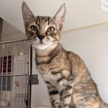 Pinecone -  Domestic Short Hair Cat for Adoption in Truckee, California - Pinecone | PetCurious