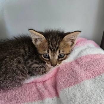 Gabriella -  Domestic Short Hair Cat for Adoption - Gabriella | PetCurious