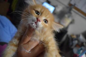 Domestic Medium Hair Cats Available for Adoption in Pahrump, Nevada - Zack(Athena K5) | PetCurious