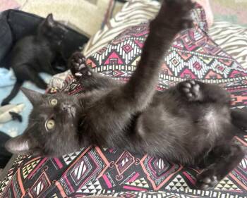 Brave One -  Domestic Short Hair Cat for Adoption in Ventura, California - Brave One | PetCurious