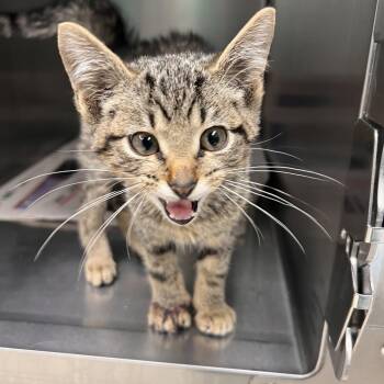 Kangaroo -  Domestic Short Hair Cat for Adoption in Fort Wayne, Indiana - Kangaroo | PetCurious