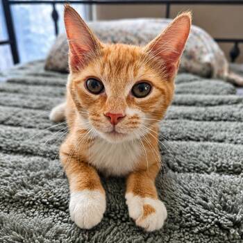 Danny -  Domestic Short Hair Cat for Adoption in Houston, Texas - Danny | PetCurious