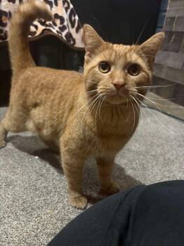 Conan -  Domestic Short Hair Cat for Adoption in Ferndale, Michigan - Conan | PetCurious