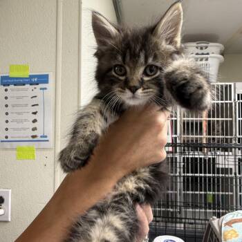 Smooch -  Domestic Long Hair Cat for Adoption in Colorado Springs, Colorado - Smooch | PetCurious