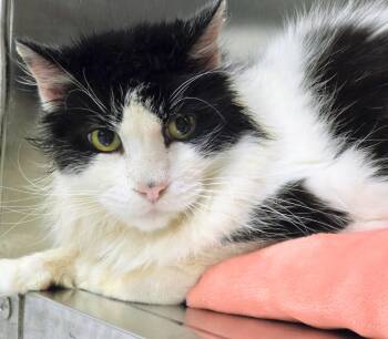 6-433 Adin -  Domestic Medium Hair Cat for Adoption in Lindenhurst, New York - 6-433 Adin | PetCurious