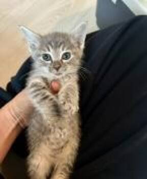 Dezi (pre adopt) -  Domestic Short Hair Cat for Adoption in Fort Worth, Texas - Dezi (pre Adopt) | PetCurious