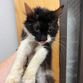 Starbright -  Domestic Short Hair Cat for Adoption in Columbiana, Alabama - Starbright | PetCurious