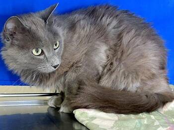 Reno Nevada -  Domestic Medium Hair Cat for Adoption in Sherwood, Oregon - Reno Nevada | PetCurious