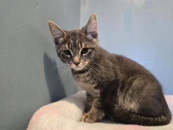 Rescue Domestic Short Hair Cats for Adoption in Santa Clara, California - CEDAR | PetCurious