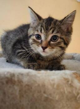 Monae -  Domestic Short Hair Cat for Adoption in Richmond, Virginia - Monae | PetCurious