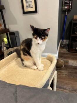 Lilium -  Domestic Medium Hair Cat for Adoption in Ballwin, Missouri - Lilium | PetCurious