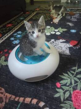 Domestic Short Hair Cats Available for Adoption in Saint Charles, Missouri - Ariel | PetCurious