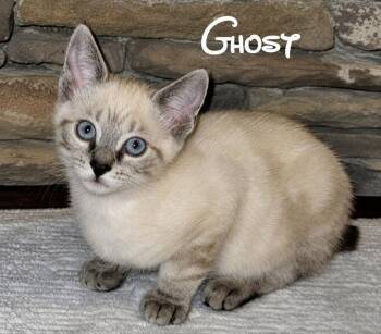 Ghost -  Siamese Cat for Adoption in Knoxville, Tennessee - Ghost | PetCurious