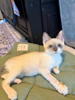 Cedar Point -  Domestic Short Hair Cat for Adoption in Cincinnati, Ohio - Cedar Point | PetCurious