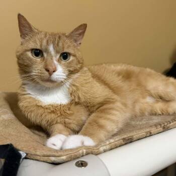 Gatsby (Sweetest Lapcat) -  Domestic Short Hair Cat for Adoption in Brighton, New York - Gatsby (Sweetest Lapcat) | PetCurious