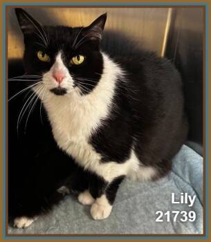 Lily (668) -  Domestic Short Hair Cat for Adoption in Marietta, Georgia - Lily (668) | PetCurious