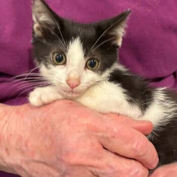 Fernidad -  Domestic Short Hair Cat for Adoption in Bentonville, Arkansas - Fernidad | PetCurious