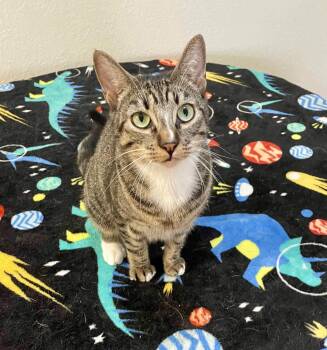 Domestic Short Hair Cats Available for Adoption - Winnie  | PetCurious