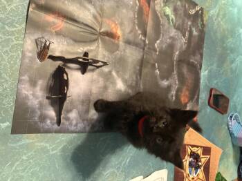 Domestic Medium Hair Cats Available for Adoption in Dixon, California - Desdemona | PetCurious