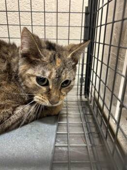 Domestic Short Hair Cats Available for Adoption - ZIVA | PetCurious