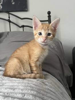 Tabby Cats Available for Adoption in Boca Raton, Florida - Lychee  | PetCurious