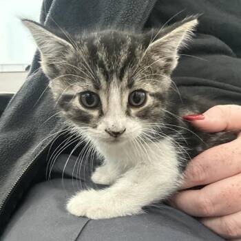 Rescue Domestic Short Hair Cats for Adoption in Dallas, Texas - TIGGER | PetCurious