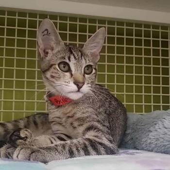 Bellamy -  Domestic Short Hair Cat for Adoption in Meridian, Idaho - Bellamy | PetCurious