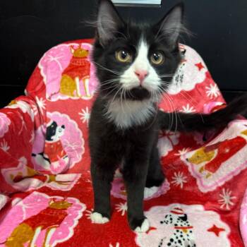 Domestic Long Hair Cats Available for Adoption - Boogs | PetCurious