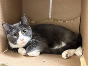 MACK -  Domestic Short Hair Cat for Adoption in Colorado Springs, Colorado - MACK | PetCurious