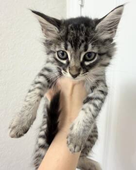 Tiger Lilly -  Maine Coon and Ragdoll Cat for Adoption in New Braunfels, Texas - Tiger Lilly | PetCurious