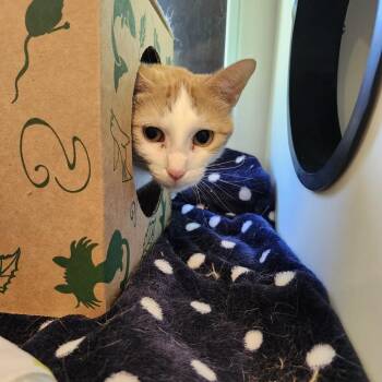 Domestic Short Hair Cats Available for Adoption in Saint Charles, Missouri - Alicia | PetCurious