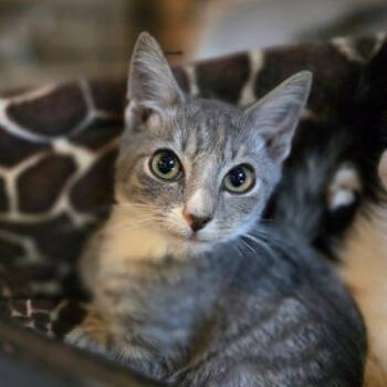 Emilio -  Tabby and Domestic Short Hair Cat for Adoption in Knoxville, Tennessee - Emilio | PetCurious