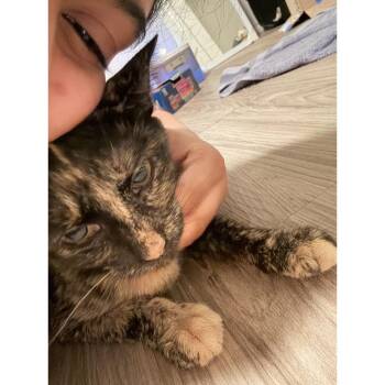 Raven -  Domestic Short Hair Cat for Adoption in Austin, Texas - Raven | PetCurious