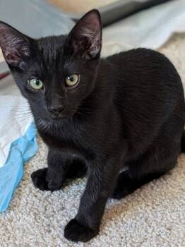 Black Velvet -  Domestic Short Hair Cat for Adoption in Phoenix, Arizona - Black Velvet | PetCurious