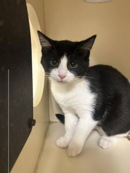 Domino -  Domestic Short Hair Cat for Adoption in Lancaster, Pennsylvania - Domino | PetCurious