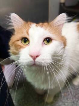 Swamp -  Domestic Long Hair Cat for Adoption in Fruit Heights, Utah - Swamp | PetCurious