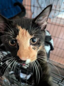 Oakley -  Domestic Short Hair Cat for Adoption in Duxbury, Massachusetts - Oakley | PetCurious