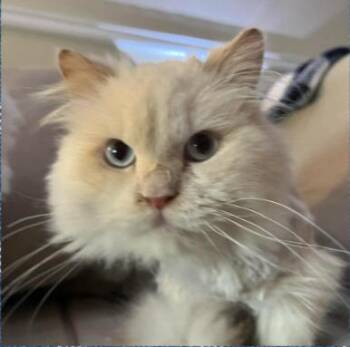 Ragdoll Cats Available for Adoption - Hopper | PetCurious