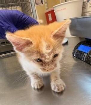 Domestic Short Hair Cats Available for Adoption in Fort Myers, Florida - LUKE | PetCurious