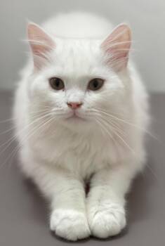 Frost -  Persian Cat for Adoption in Snow Hill, Maryland - Frost | PetCurious