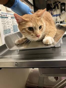 CHEDDARSOX -  Domestic Short Hair Cat for Adoption in Long Beach, California - CHEDDARSOX | PetCurious