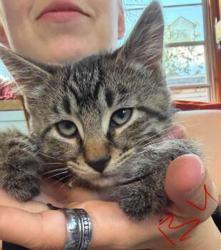 Bullseye -  Domestic Short Hair Cat for Adoption in Cloquet, Minnesota - Bullseye | PetCurious