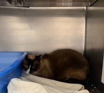 Siamese Cats Available for Adoption in Liverpool, New York - Jeremy Bearimy | PetCurious