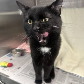 Leo -  Domestic Short Hair Cat for Adoption in Pittsburgh, Pennsylvania - Leo | PetCurious