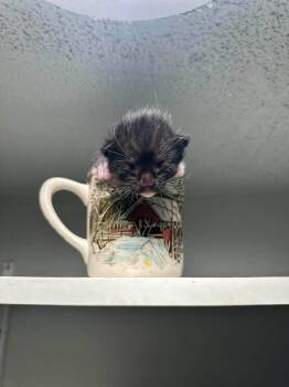 Smoke Jumper -  Domestic Short Hair Cat for Adoption in Spokane, Washington - Smoke Jumper | PetCurious