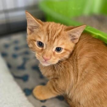 Merry -  Domestic Short Hair Cat for Adoption in Huntsville, Alabama - Merry | PetCurious