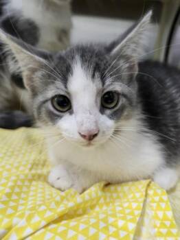 Amber -  Domestic Short Hair Cat for Adoption in Columbus, Indiana - Amber | PetCurious