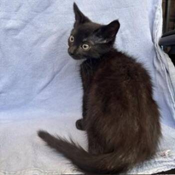 Sunny -  Domestic Short Hair Cat for Adoption in Janesville, Wisconsin - Sunny | PetCurious