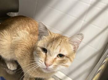 Domestic Short Hair Cats Available for Adoption in Tustin, California - LOGAN | PetCurious