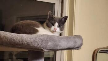Domestic Medium Hair Cats Available for Adoption in Blairsville, Georgia - Lincoln | PetCurious